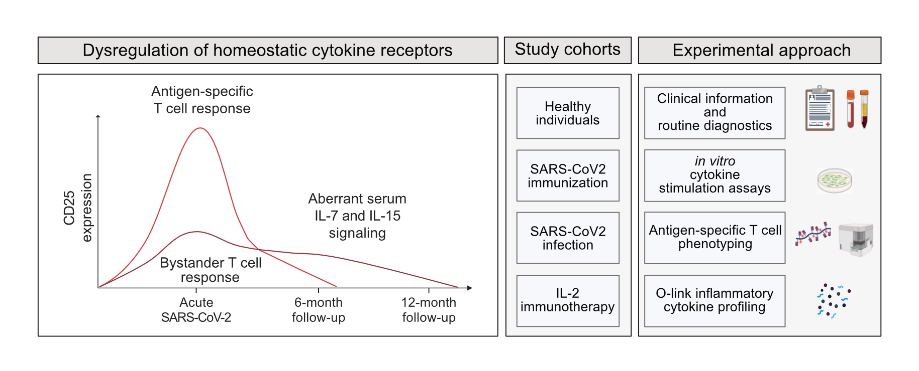 IL2RIL7R_graphicalabstract_crop